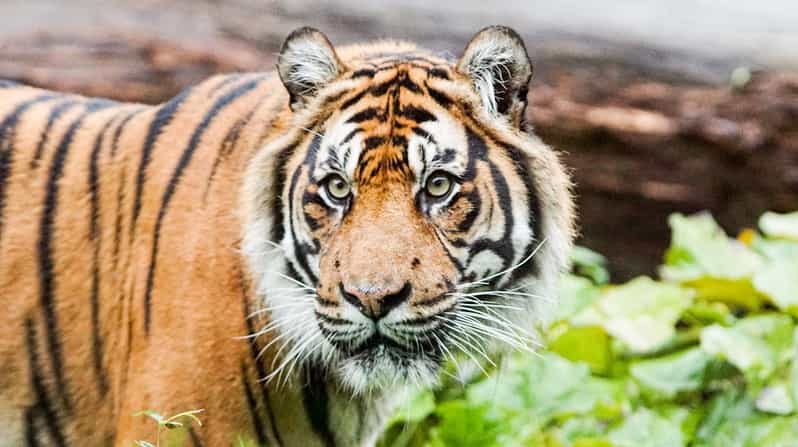 London Zoo: Entry Ticket - Key Highlights at a Glance