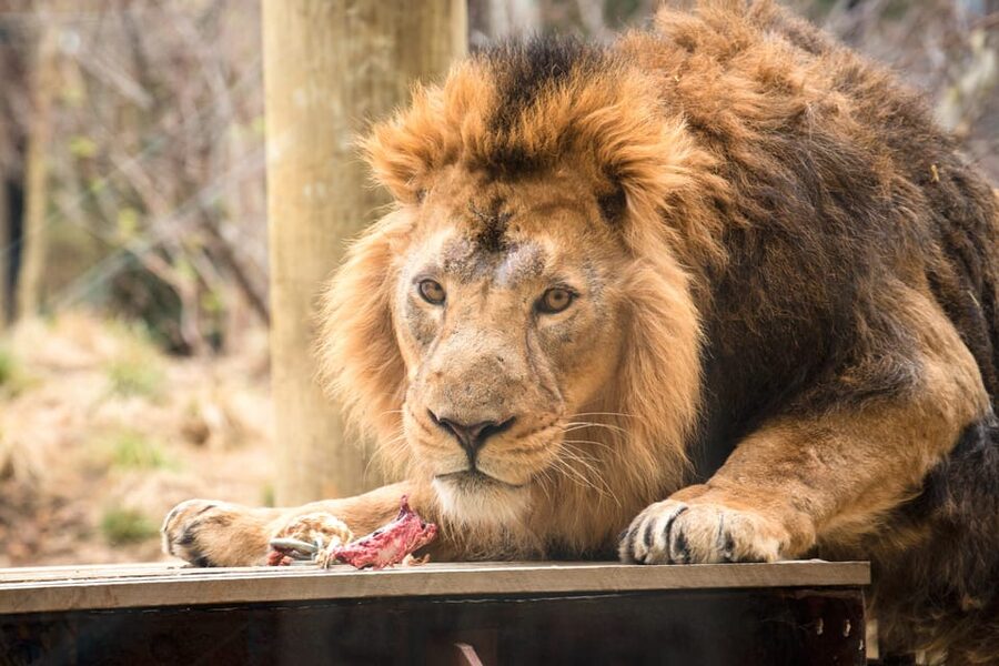 London Zoo: Entry Ticket - Entering London Zoo Without Losing Your Day