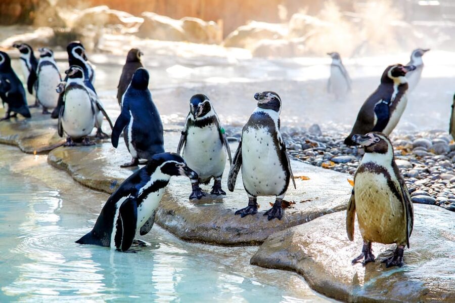 London Zoo: Entry Ticket - Tiny Giants and the Coral Reef Tank: Small Creatures, Big Payoff