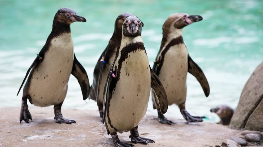 London Zoo: Entry Ticket - Planning Your Day Route: How to See More Without Running