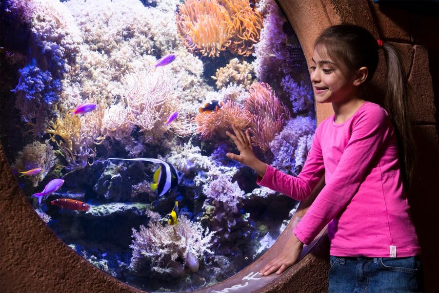 Manchester: SEA LIFE Entrance Ticket - Key Highlights You Can Plan Around