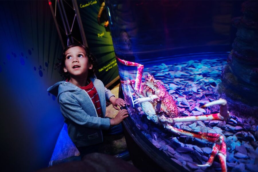 Manchester: SEA LIFE Entrance Ticket - Interactive Rockpool: Touch the Sea Creatures