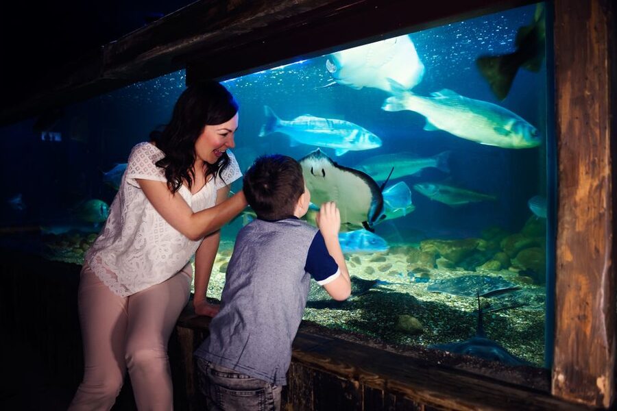 Manchester: SEA LIFE Entrance Ticket - Turtle Beach 3D: A Sea Turtle Life Cycle You Can Follow