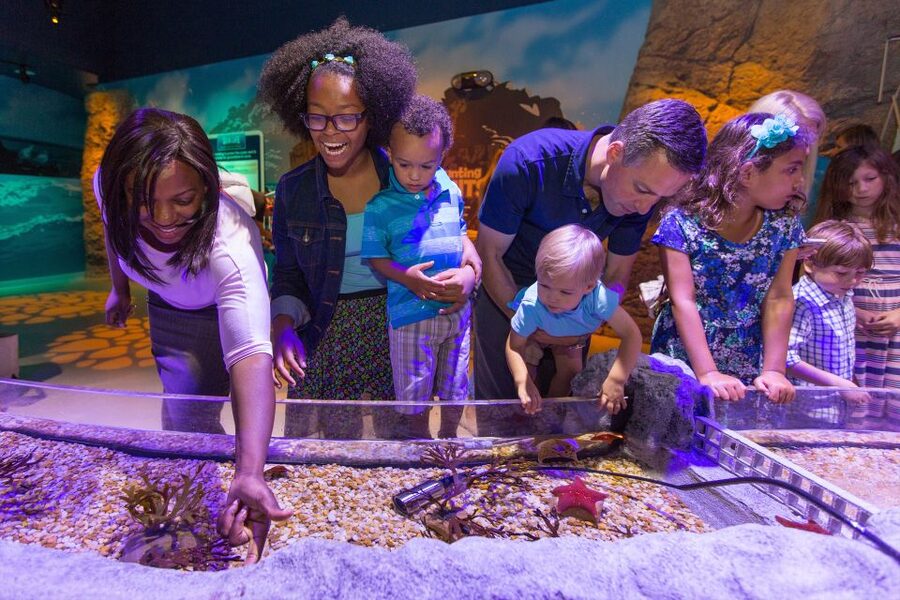 Manchester: SEA LIFE Entrance Ticket - Price and Value: What You Get for About $21