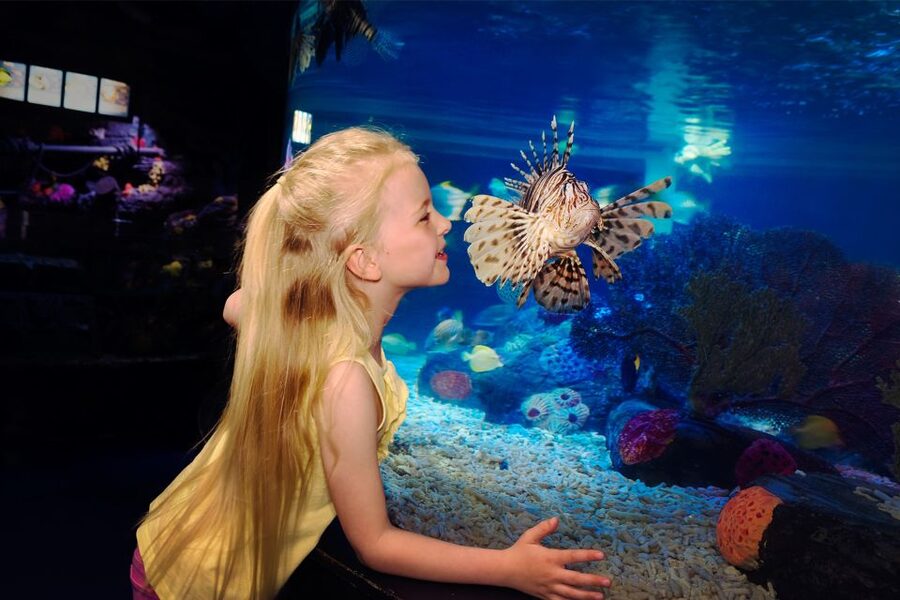 Manchester: SEA LIFE Entrance Ticket - What’s Included vs What You Should Bring