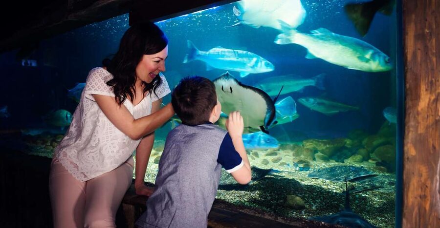 Manchester: SEA LIFE Entrance Ticket - Ocean Tunnel: The View That Does the Heavy Lifting