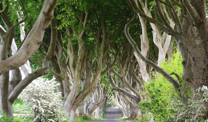 Morning Giant’s Causeway Half Day Tour from Belfast - Portaneevy and Carrick-a-Rede: what you get, and what you do not