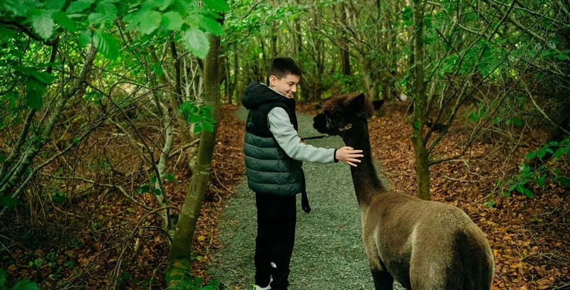 N. Ireland: Award Winning Guided Scenic Alpaca Trekking - BallyBurren’s alpaca trek is a small outing with big charm