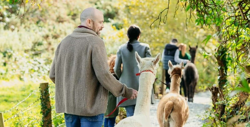 N. Ireland: Award Winning Guided Scenic Alpaca Trekking - Time slots are tight, so show up early