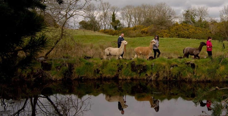 N. Ireland: Award Winning Guided Scenic Alpaca Trekking - From the car park to your alpaca: the start that sets the tone
