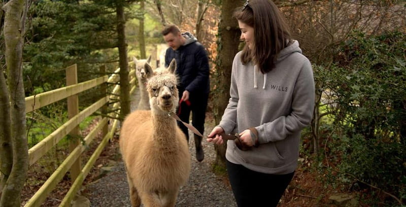N. Ireland: Award Winning Guided Scenic Alpaca Trekking - The island coffee trailer break: the moment the walk becomes a treat