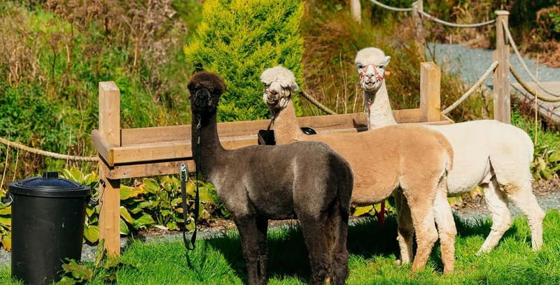 N. Ireland: Award Winning Guided Scenic Alpaca Trekking - How the guided handling changes the whole vibe