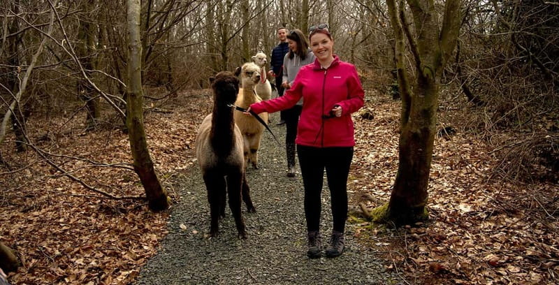 N. Ireland: Award Winning Guided Scenic Alpaca Trekking - Wheelchair access and family logistics, the stuff that saves your day