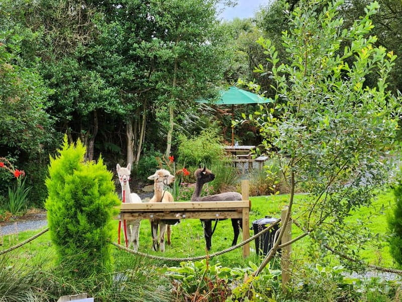 N. Ireland: Award Winning Guided Scenic Alpaca Trekking - Price and what $34 really covers