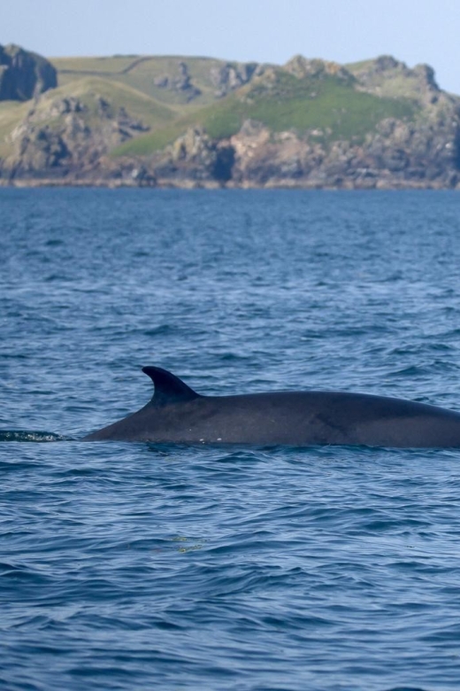 Padstow: Guided RIB Sealife Safari - Key things to know before you go