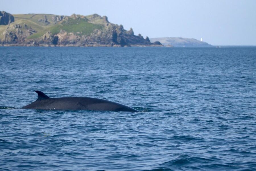 Padstow: Guided RIB Sealife Safari - How the guide searches for seals, dolphins, and seabirds