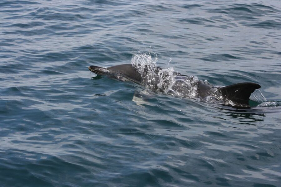 Padstow: Guided RIB Sealife Safari - Seasonal wildlife odds, Puffin Island, and nesting cliffs