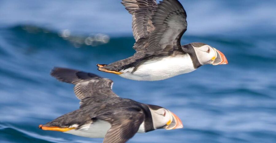 Padstow: Guided RIB Sealife Safari - Port Isaac and Trevose Head: Doc Martin views and the lifeboat station