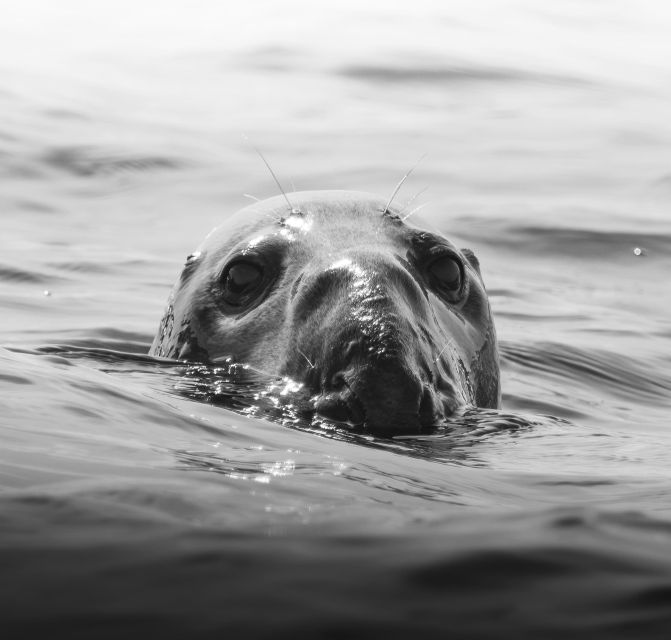 Penzance: Land's End Boat Tour with Wildlife Guides - From Penzance Harbour onto a Cornwall RIB adventure