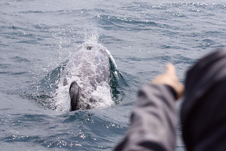 Penzance: Land's End Boat Tour with Wildlife Guides - Getting warm and staying safe on a bumpy RIB ride