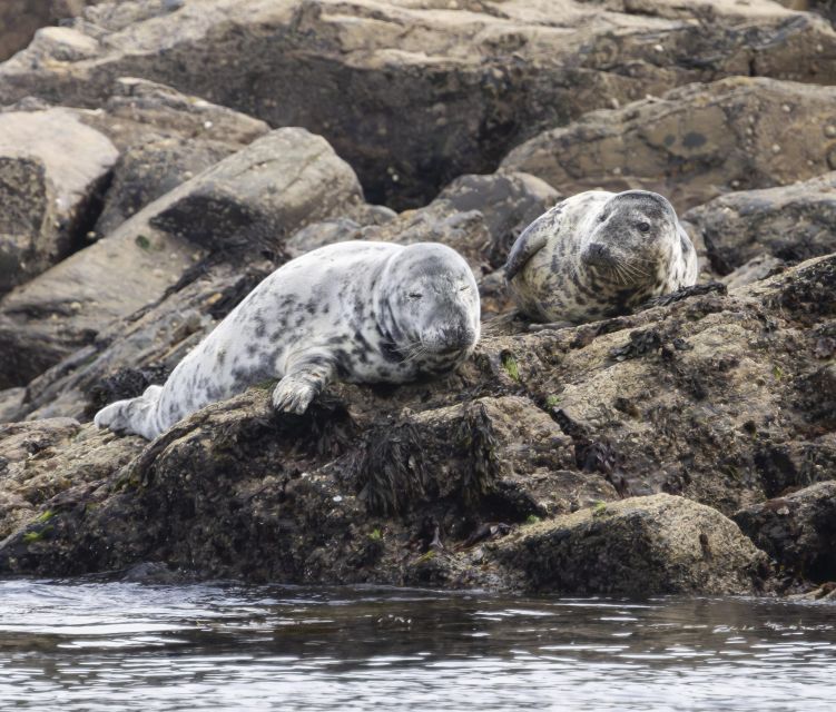 Penzance: Land's End Boat Tour with Wildlife Guides - Minack Theatre and Porthcurno Beach from the water