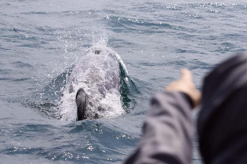 Penzance: Mounts Bay Wildlife-Watching Boat Trip - Key things I’d circle on your planning list