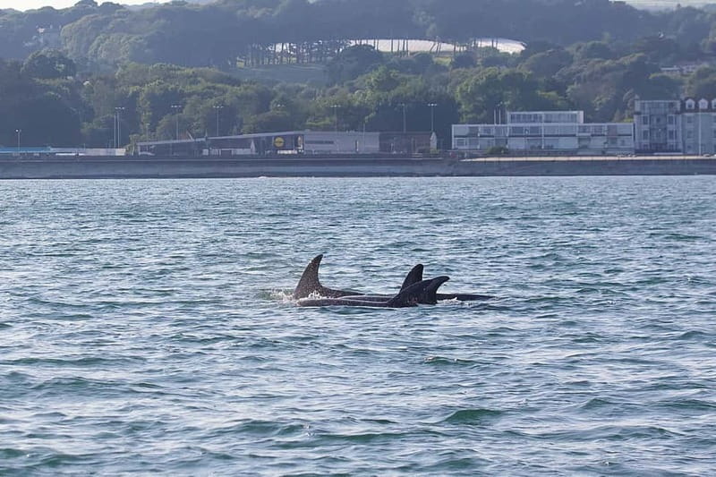 Penzance: Mounts Bay Wildlife-Watching Boat Trip - A balanced take: what to expect on a good day vs. a mixed day