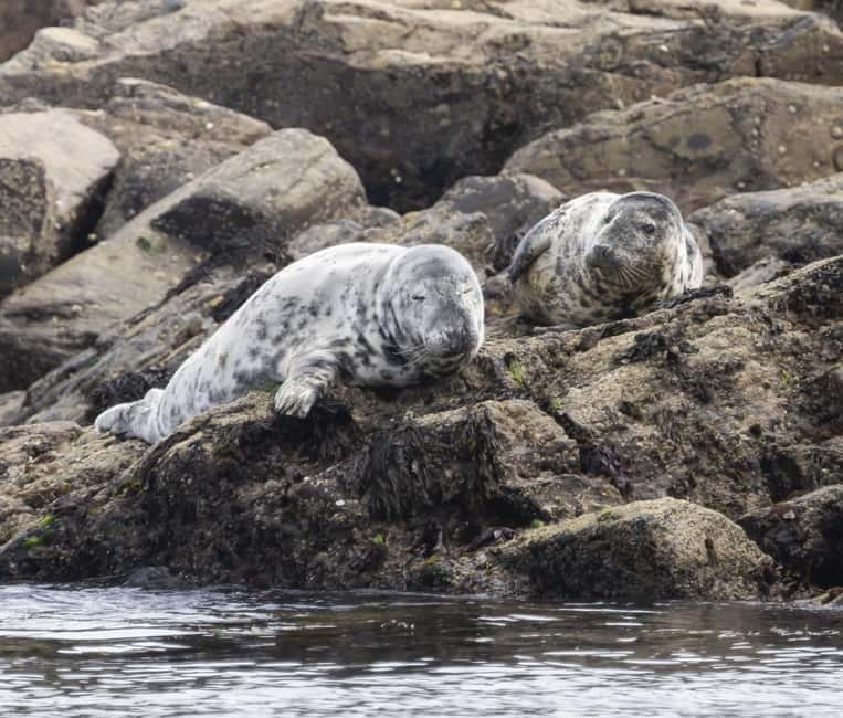 Penzance: Mounts Bay Wildlife-Watching Boat Trip - First steps out of Penzance Harbour, and why it sets the tone