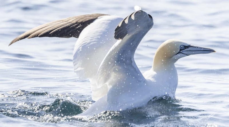Penzance: Mounts Bay Wildlife-Watching Boat Trip - Who this boat trip suits best