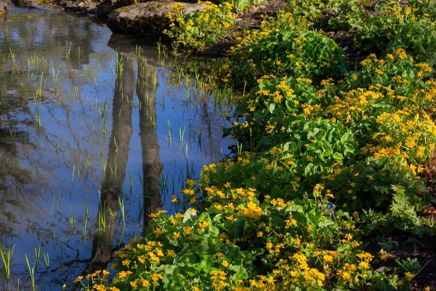 Royal Horticultural Society: Harlow Carr Garden Ticket - Your walk through Yorkshire, from roses to alpine glass