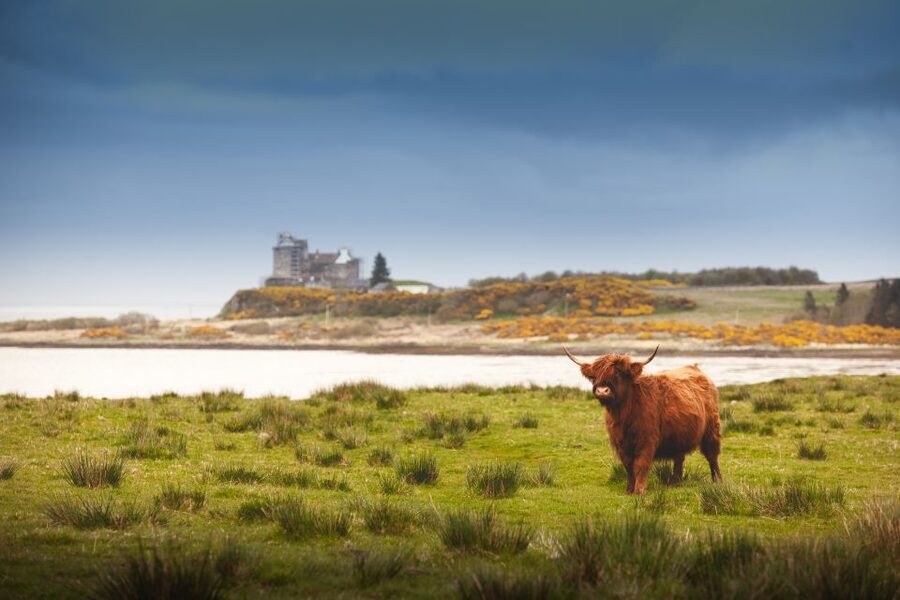 Scotland: West Highlands, Mull and Iona 4-Day Tour - Day 2: Iona Abbey, Celtic crosses, and the optional Staffa boat trip