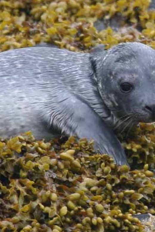 Scottish Highlands: Isle of Skye Glass-Bottom Boat Tour - Kelp forests and the underwater gallery experience that’s easy for everyone