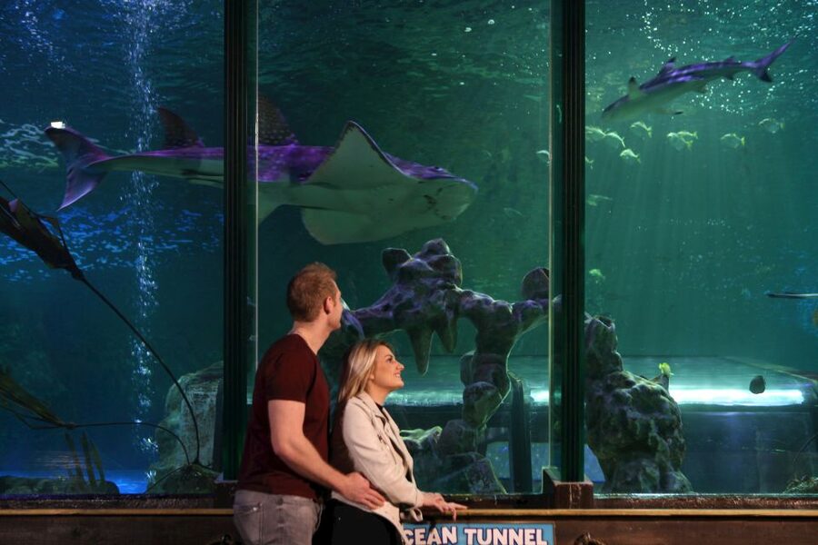 SEA LIFE Blackpool Entrance Ticket - How SEA LIFE Blackpool Works for a Great Day Out