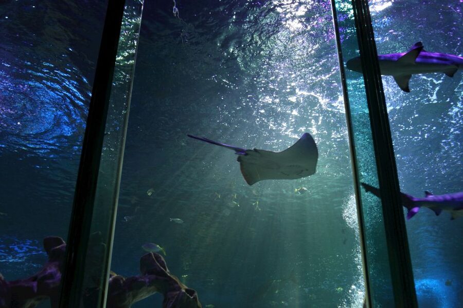 SEA LIFE Blackpool Entrance Ticket - Stingrays: Calm, Graceful Viewing You Can Slow Down For