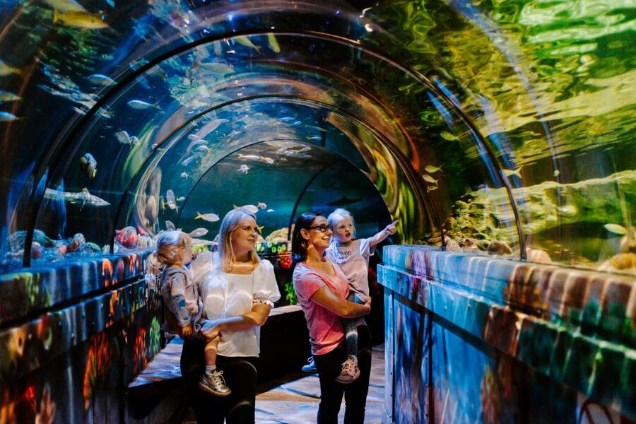 Sea Life Brighton Admission Ticket - Key highlights you should know before you go