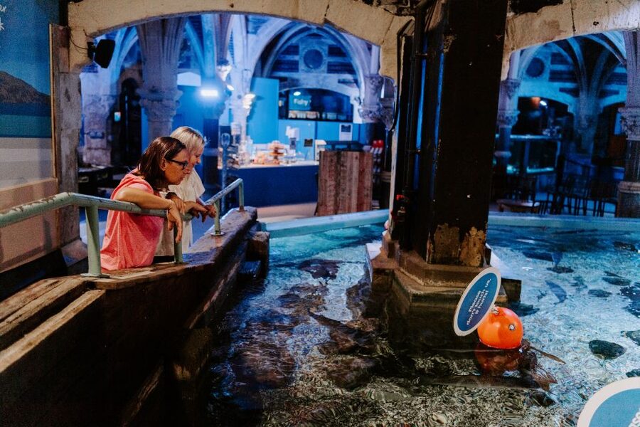 Sea Life Brighton Admission Ticket - Starfish across the world: the quick win that hooks most people