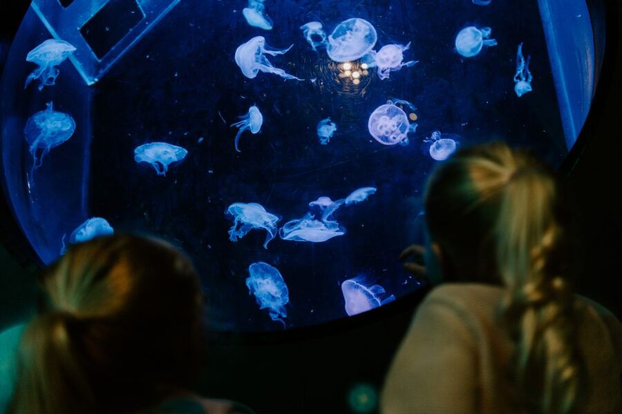 Sea Life Brighton Admission Ticket - Rainforest Adventure: fun heat, plan for comfort