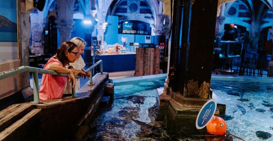 Sea Life Brighton Admission Ticket - The seahorse nursery: slow looking in a small, special space