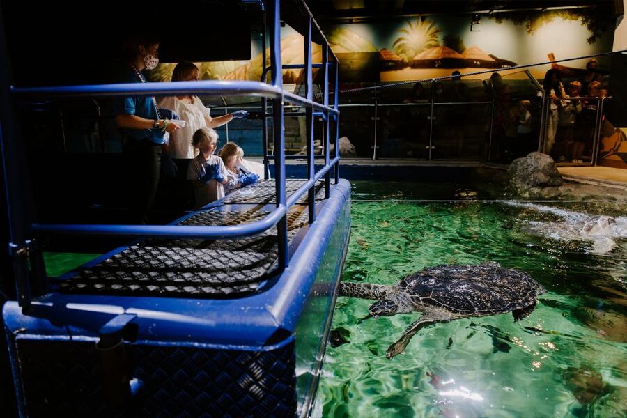 Sea Life Brighton Admission Ticket - The underwater tunnel and floor-to-ceiling windows