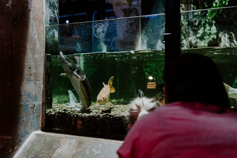 Sea Life Brighton Admission Ticket - Sharks and rays under one roof: what to look for