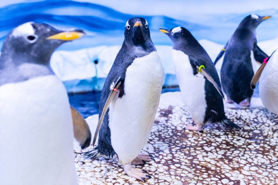 SEA LIFE London & DreamWorks Shrek's Adventure: Combo Ticket - The highlights that make SEA LIFE London worth your time