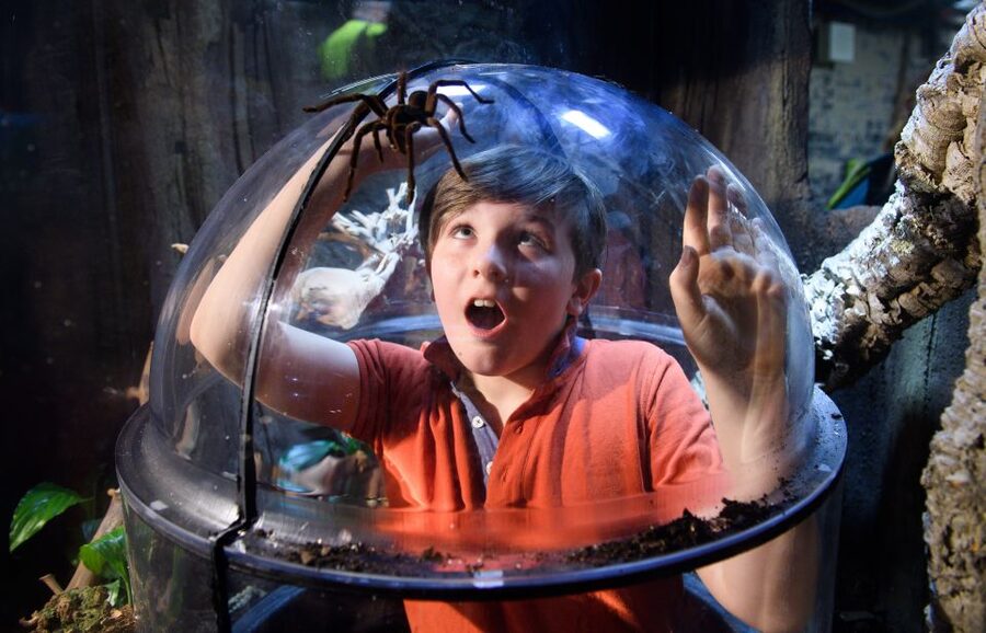 SEA LIFE London & DreamWorks Shrek's Adventure: Combo Ticket - Sharks up close, plus the conservation message