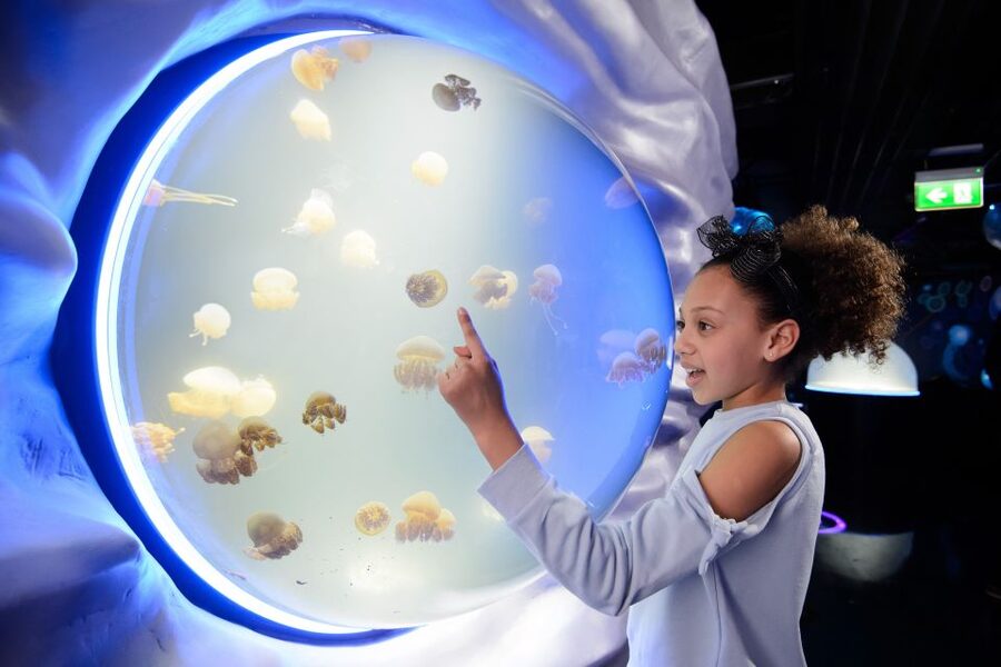SEA LIFE London & DreamWorks Shrek's Adventure: Combo Ticket - Value and price: what you’re really paying for