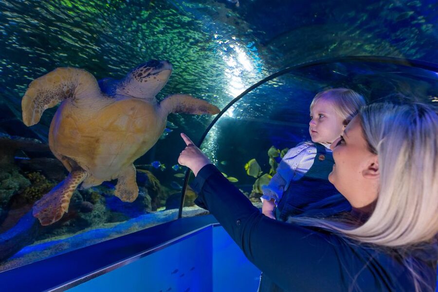 Sea Life Scarborough - A one-day aquarium on Scarborough’s North Bay