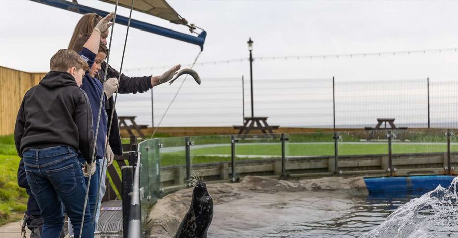 Sea Life Scarborough - Turtle Rescue Centre: how rehabilitation becomes a story