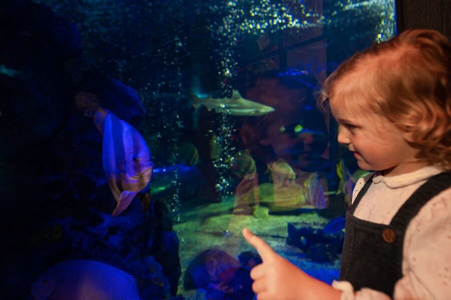Sea Life Scarborough - Sharks, seahorses, and the facts that stick