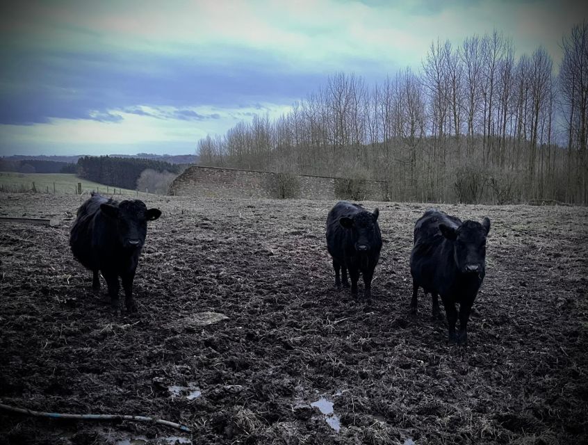 Shropshire: Meet the Mini Moos Cow Cuddling Experience - Key highlights you should know