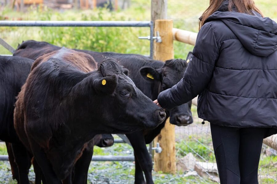 Shropshire: Meet the Mini Moos Cow Cuddling Experience - First stop: Frankly Alpacas and a quick safety briefing