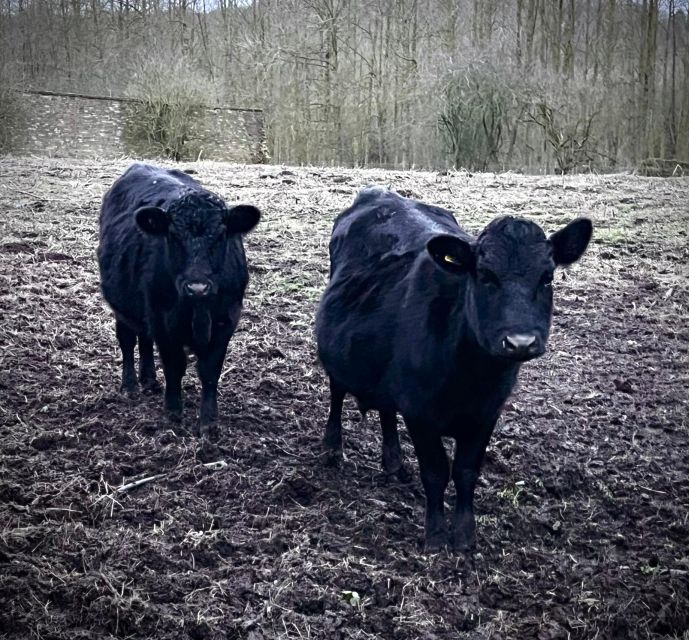 Shropshire: Meet the Mini Moos Cow Cuddling Experience - The hands-on part: petting, grooming, chin tickles, and cuddles