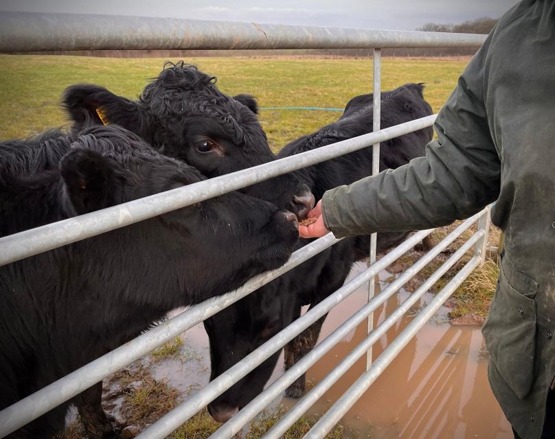 Shropshire: Meet the Mini Moos Cow Cuddling Experience - Winter grazing reality check: off-site field, drive, and short walk